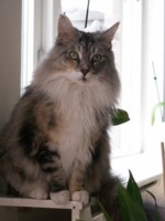 Debbra